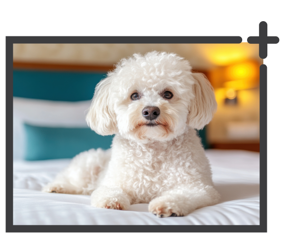 fluffy dog